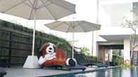 Swiss-Belhotel Jambi, фото 2