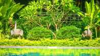 Ladear Angkor Boutique Hotel, фото 4