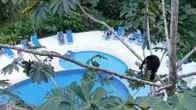 Cariblue Beach and Jungle Resort, фото 3