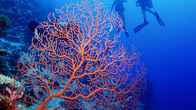 Beqa Lagoon Resort
