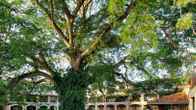 The Buenaventura Golf & Beach Resort Panama, Autograph Collection, фото 4