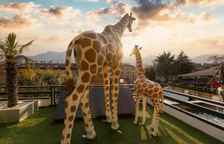 Четырёхместный номер Standard с видом на сад