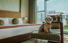 Двухместный номер Premium с видом на бассейн