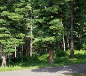 Санаторий «Кедровый бор», фото 36