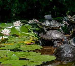 Санаторий «Форос», фото 42