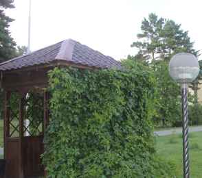 Санаторий «Сосновый бор»