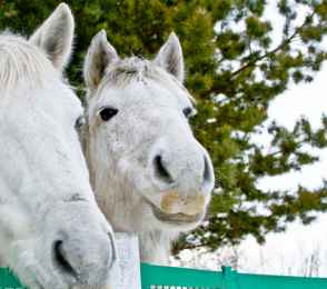 Санаторий «Сосновый бор», фото 13