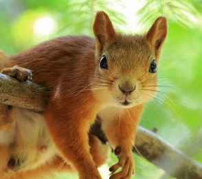 Санаторий «Барнаульский», фото 19