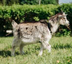 LESNOY Парк Отель, фото 39