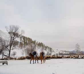 Отель «Маральник Altai Palace», фото 39