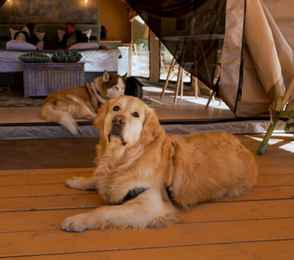 Глэмп-отель «Террасы», фото 36