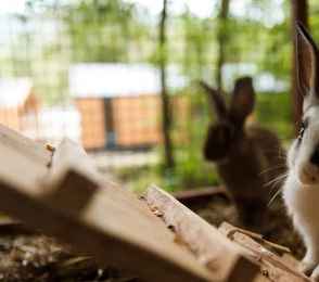 Глэмпинг «Енот», фото 27