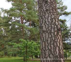 Санаторий «Череха», фото 7