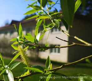 Санаторий «Череха», фото 10