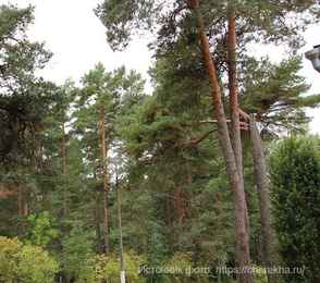 Санаторий «Череха», фото 11