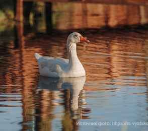 Отель «Домъ купчихи Глинкиной», фото 20