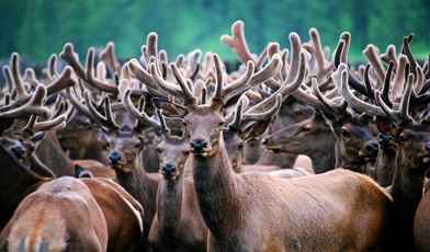 Пантолечение в санатории в 2021 году