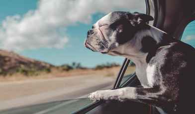 Рейтинг санаториев, где принимают с животными