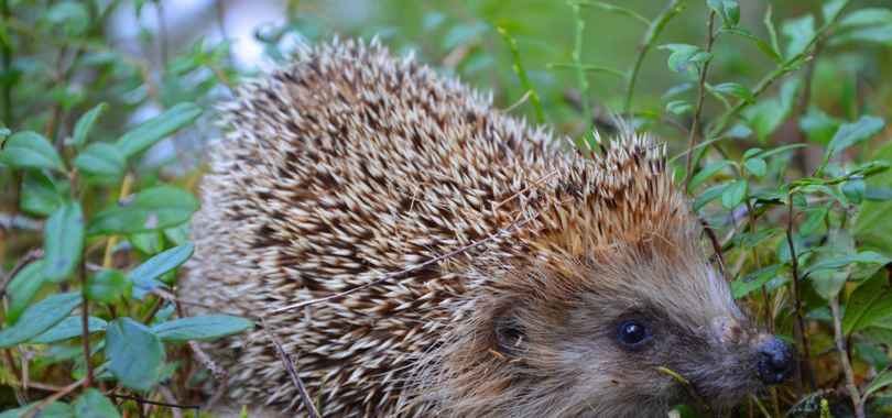Пансионат Северное Сияние