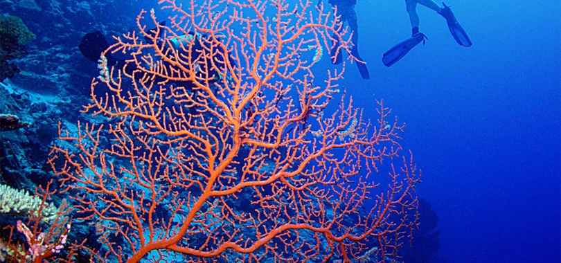 Beqa Lagoon Resort