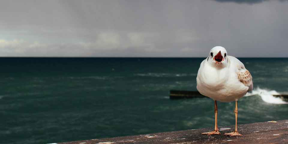 Отдых в санаториях Светлогорска