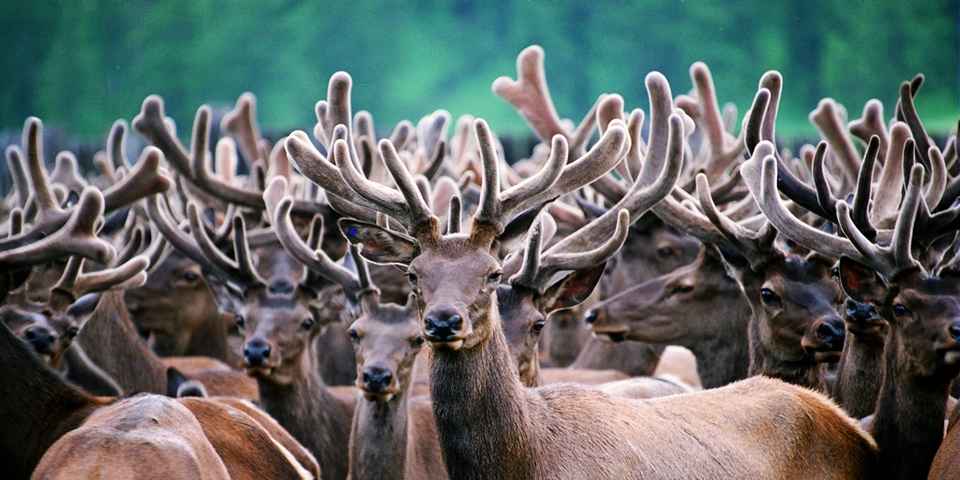 Пантолечение в санатории