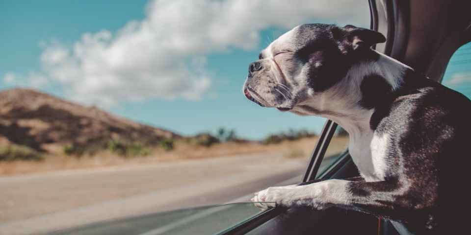 Отдых в санатории с животными