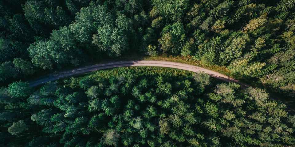 Лесные санатории