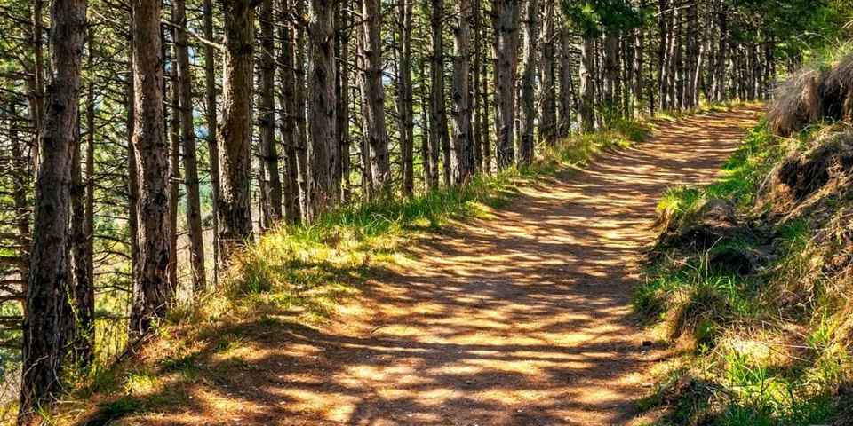 Терренкуры Кисловодского парка