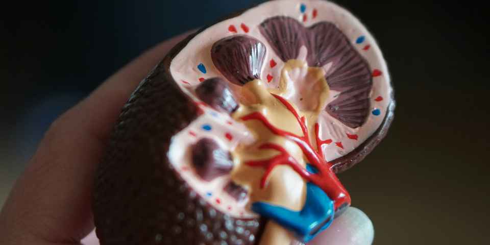 Проблемы с почками